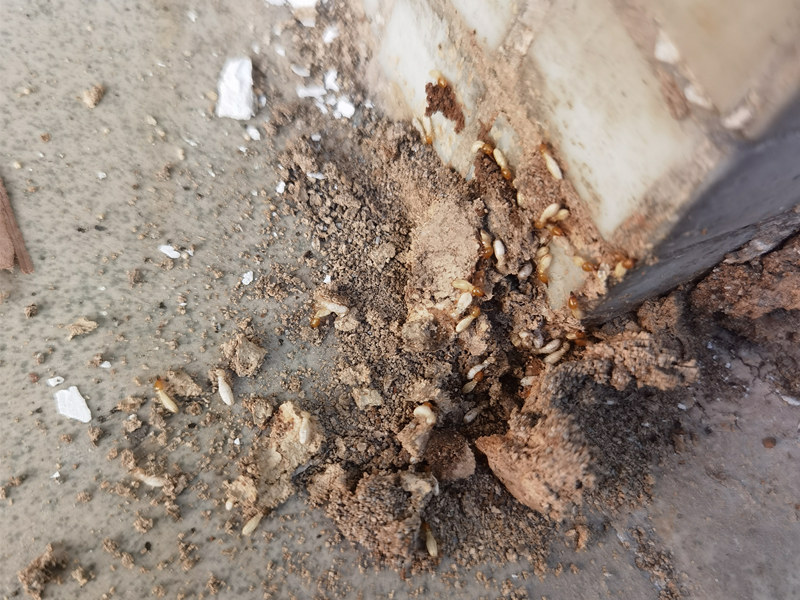 �����𱦰��Ϸ���