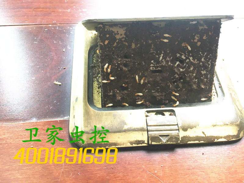 高要白诸消灭清理白蚁防治公司,中国的白蚁种类与分布